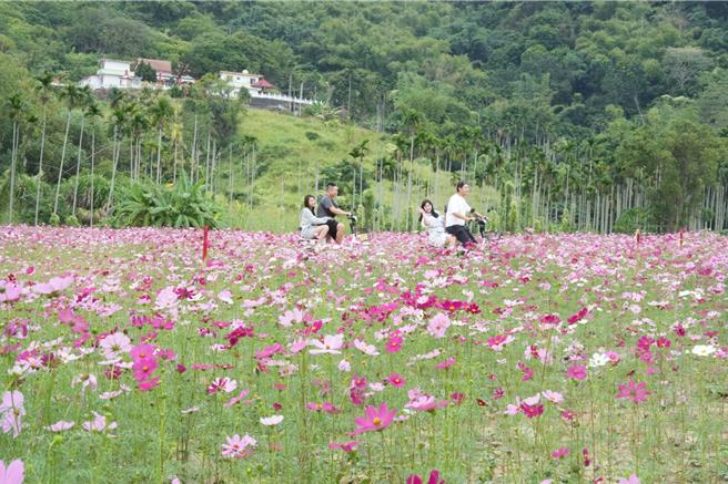 集集镇公所在成功共融公园预定地种植约1公顷的大波斯菊，游客骑乘自行车穿梭波斯菊花海拍照打卡。（集集镇公所提供／杨静茹南投传真）
