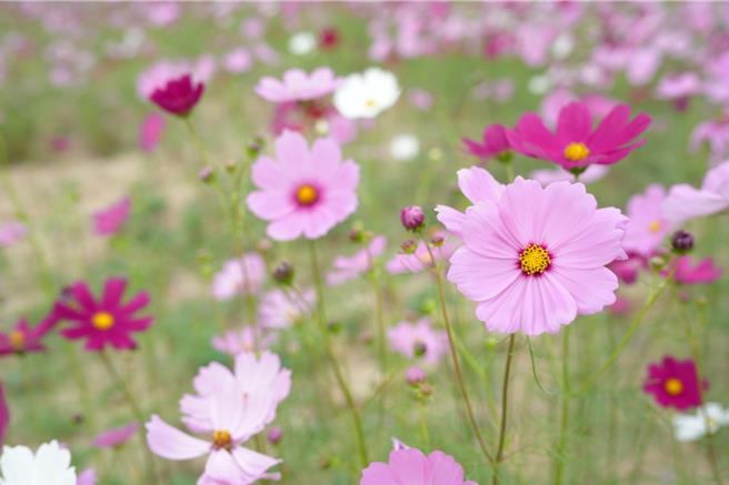大波斯菊是蜜源植物、诱蝶植物，很适合做为花海种植。（集集镇公所提供／杨静茹南投传真）