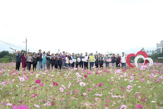 集集大波斯菊花海花期预计到12月初，花海中还设有双心造景等装置艺术。（集集镇公所提供／杨静茹南投传真）