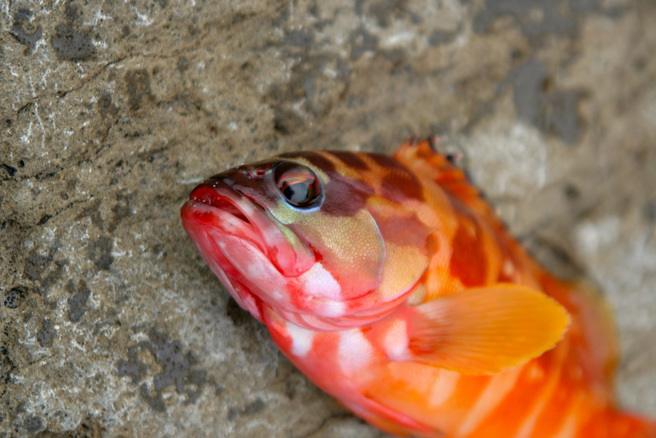 英國一對父子在海灘上發現一具亮橘色詭屍，雖然外型像魚卻沒有五官，連專家也無法辨別牠的品種。(示意圖/達志影像)