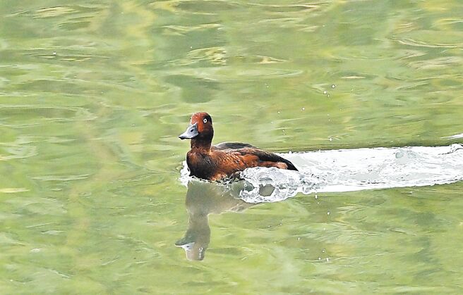 罕见过境鸟「白眼潜鸭」，近日现踪台东市太平溼地，由于雄鸟最大特徵是白眼珠，因此被戏称为「白目鸭」，吸引鸟友一睹丰采。（萧嘉蕙摄）