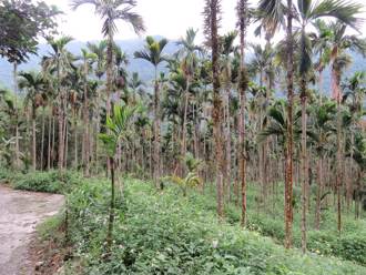 臺灣首個國際碳匯林誕生！「檳榔廢園轉作」是關鍵