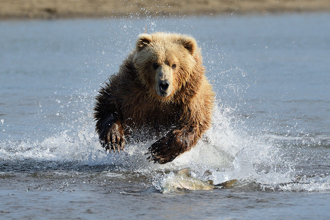 沒拿到耶誕禮物？灰熊展格鬥技 擊殺重量級馴鹿