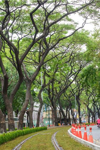 高雄輕軌大順路段鋪草皮 第二座超美「龍貓隧道」成形