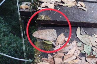 周末賞楓注意！ 霞喀羅白石吊橋破損暫停通行