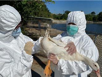 候鳥過境禽流感威脅升溫 台南動保處擴大監測禽場