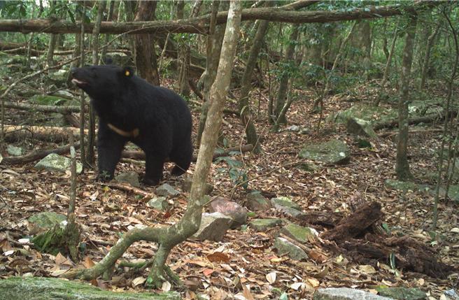 大雪山國家森林遊樂區內紅外線自動相機拍攝黑熊活動影像。（林業保育署台中分署提供）