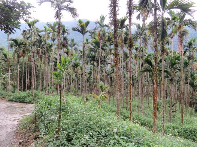 臺湾首个国际碳匯林就在臺东池上乡，图为槟榔园。(许家寧摄)