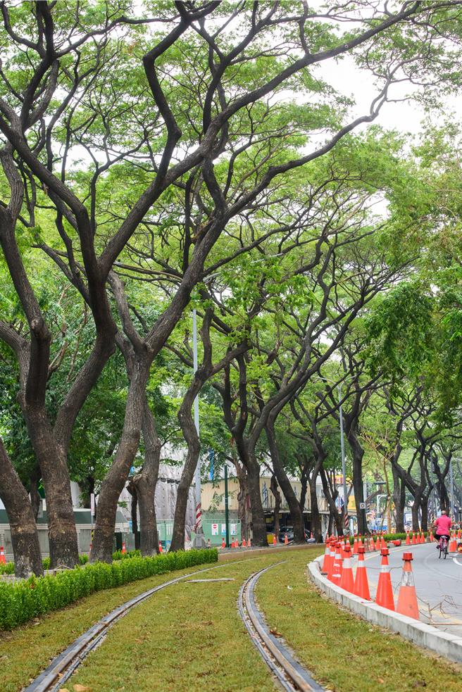 高雄市捷運工程局於輕軌大順路段沿線，保留原有雨豆樹並種植綠籬，有望成為第二座超美「龍貓隧道」。（捷運工程局提供／任義宇高雄傳真）