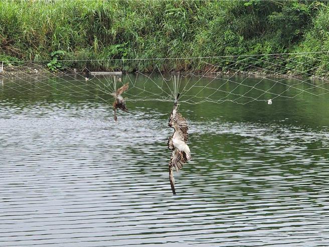珍贵稀有保育类猛禽「鱼鹰」，误入寿丰乡养殖区鸟网，研判已死亡2天以上。（民眾提供／王志伟花莲传真）