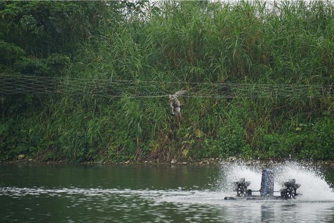 「鱼鹰」就被鸟网缠着死亡。（民眾提供／王志伟花莲传真）