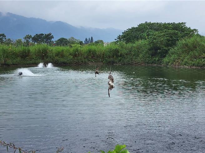 鱼塭上的鸟网是白色网子，远看不明显，常有鸟类误入、死亡。（民眾提供／王志伟花莲传真）