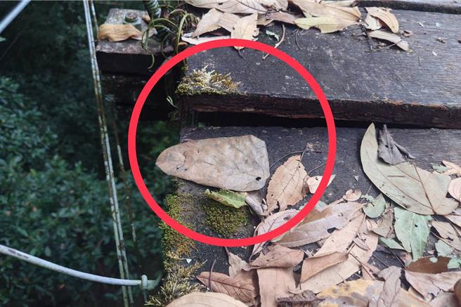 林業保育署新竹分署17日例行巡查霞喀羅白石吊橋時，發現橋面破損，即日起暫停通行。（林業署新竹分署提供／邱立雅竹縣傳真）