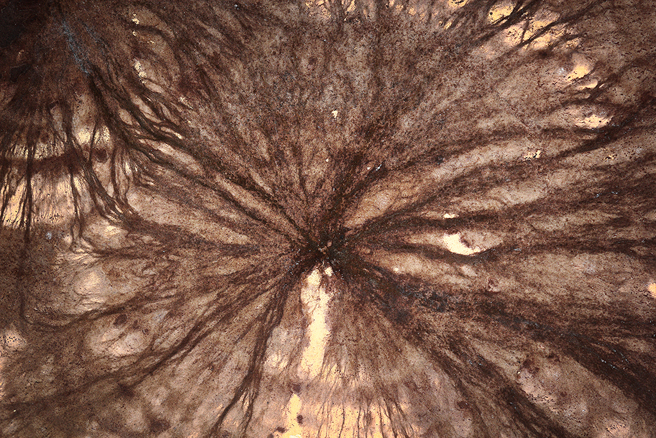 女子分享友人家的地板下竟长出「诡异黑网」，貌似想爬出门外。（示意图／达志影像）