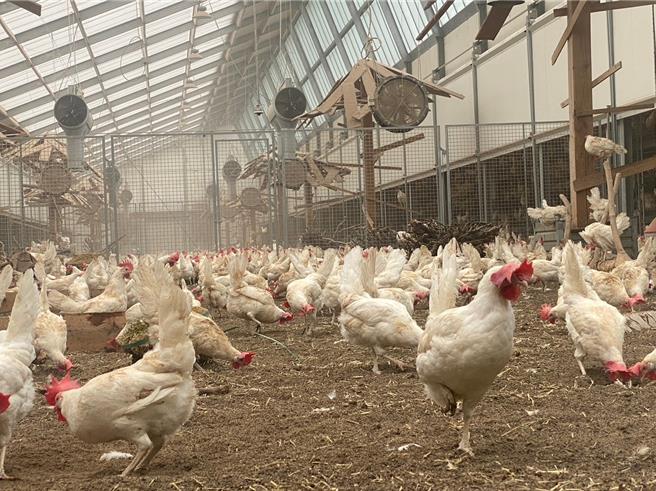 Kipster 被誉为「为传统畜牧业带来变革的养鸡场」，创立非笼饲牧场，採「多层平饲」方式。（彰化县政府提供／吴建辉彰化传真）