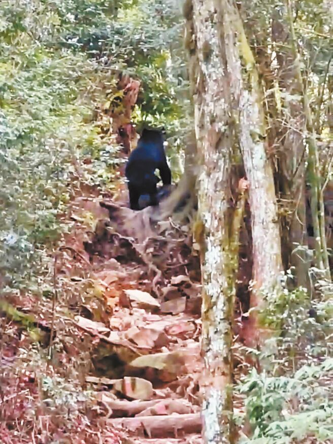 林业保育署台中分署17日表示，和平区鸢嘴稍来山步道日前出现黑熊「登山」，山友不期而遇。（民眾蔡先生提供／陈淑娥台中传真）