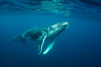 座頭鯨完整生產過程首曝光！公鯨魚包圍母子 吐神祕泡泡