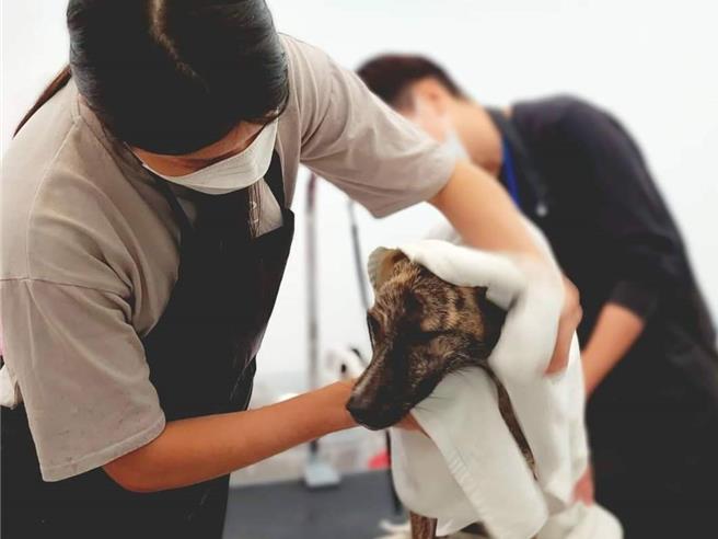 花莲县狗猫跃动园区去年起陆续办理1日志工体验活动，让民眾在替毛孩洗澡、陪伴玩耍及散步过程中，增加彼此接触机会，提升认养率。（花莲县政府提供／罗亦晽花莲传真）