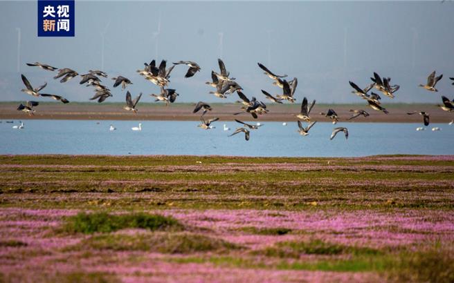大陆最大淡水湖鄱阳湖水位持续下降，已不足1000平方公里。近日随着气温持续下降，大批候鸟已陆续飞抵鄱阳湖越冬。（央视新闻）