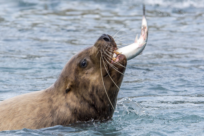 加拿大一名女子日前到海边游泳，未料目击海狮与章鱼激战的瞬间。(示意图/达志影像)