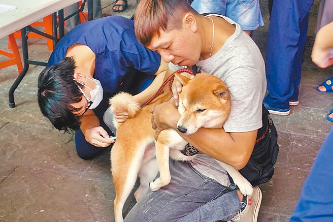 目前从美国等狂犬病疫区输入犬猫至台湾，需隔离检疫至少7天。（嘉义市政府提供／本报资料照片）