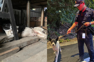 影》超萌肉票！烏來老街店狗遭拐 警逮賊見牠開心搖尾融化了