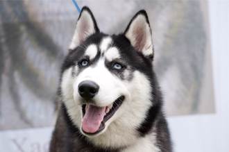 哈士奇被裝寵物背包式寵物箱外出 動保處喊罰飼主這樣說