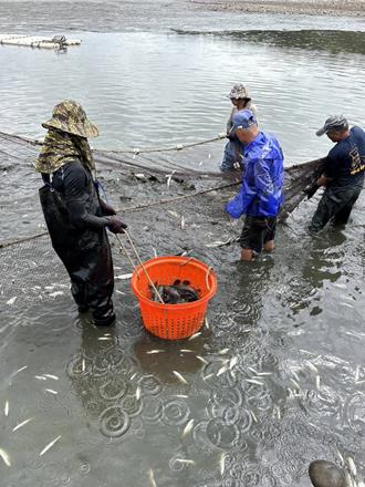 「琵琶鼠魚」入侵千塘之鄉 漁民叫苦連天