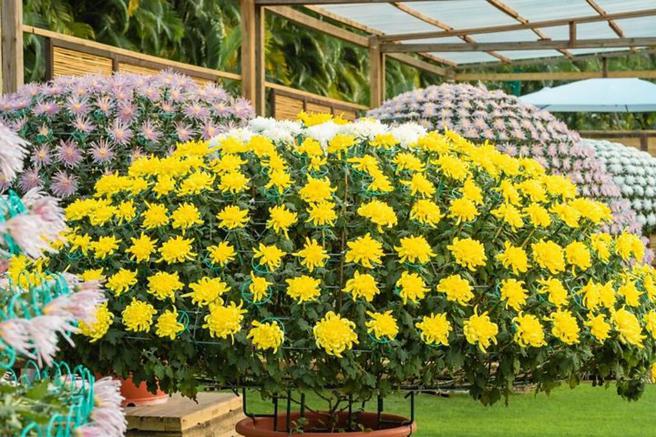 大立菊是士林官邸菊展娇客，千万别错过（2022资料照）。 　图：臺北市政府工务局／提供 