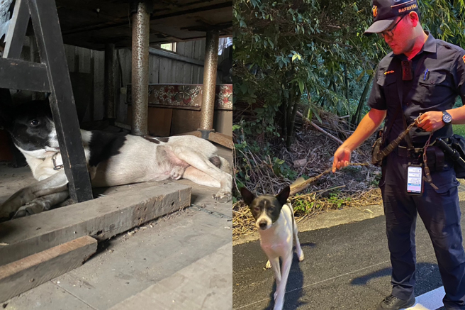 「牛牛」模样讨巧可爱，身上花纹近似米克斯犬，为新店乌来老街上的知名店狗。（图 / 刘咏韵翻摄）