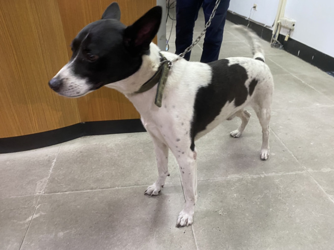 警方将「牛牛」救出时，「牛牛」还开心地不断摇尾巴。（图 / 刘咏韵翻摄）