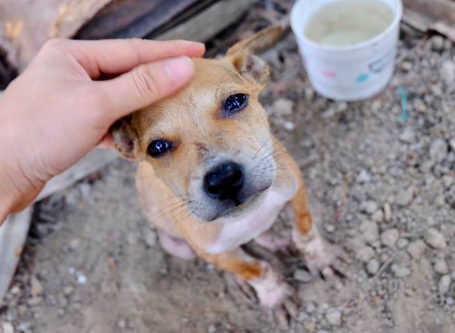 流浪小黃狗不僅在動物醫院蹭吃，生病了也懂得向獸醫師求助，甚至還和院狗混成好朋友，從此狗生翻轉。（示意圖／達志影像）