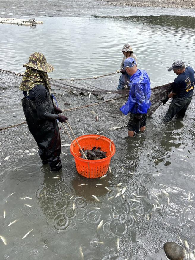 桃园千塘之乡遭琵琶鼠鱼入侵，渔民叫苦连天，桃园市农业局持续辅导、推动琵琶鼠鱼清除作业。（农业局提供／蔡依珍桃园传真）