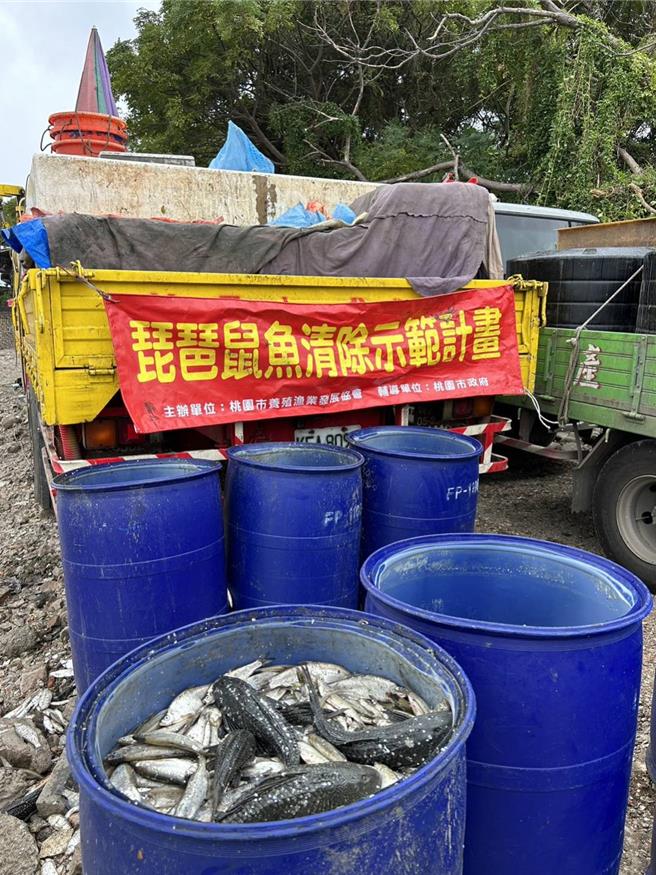 桃园千塘之乡遭琵琶鼠鱼入侵，渔民叫苦连天，桃园市农业局持续辅导、推动琵琶鼠鱼清除作业。（农业局提供／蔡依珍桃园传真）