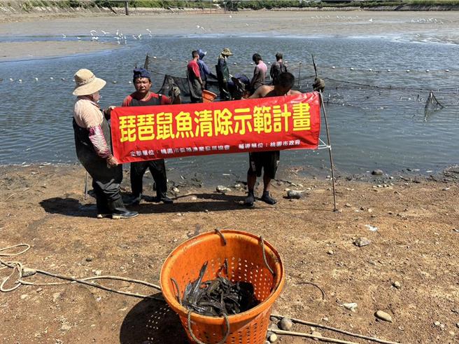桃园千塘之乡遭琵琶鼠鱼入侵，渔民叫苦连天，桃园市农业局持续辅导、推动琵琶鼠鱼清除作业。（农业局提供／蔡依珍桃园传真）