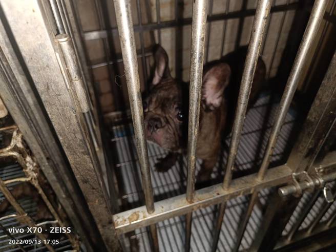 三重区情侣分手后宠物疏于照顾。（图／动保处提供）