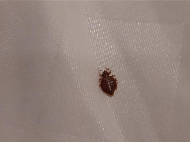 有民眾抱怨，日前投诉的北市某旅馆疑似出现臭虫，告知柜台人员却只得到口头道歉，希望旅馆彻底解决虫害问题。北市观传局回应，将安排时间派人员到旅馆稽查。（摘自脸书社团「好想住饭店好康.踩雷不藏私」／蔡佩珈台北传真）