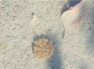 林園濕地公園水母寶寶現蹤！「為2原因」遲到了