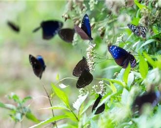 冬日「紫蝶幽谷」傲視全球！美景限時看 茂林賞蝶車12／2出發