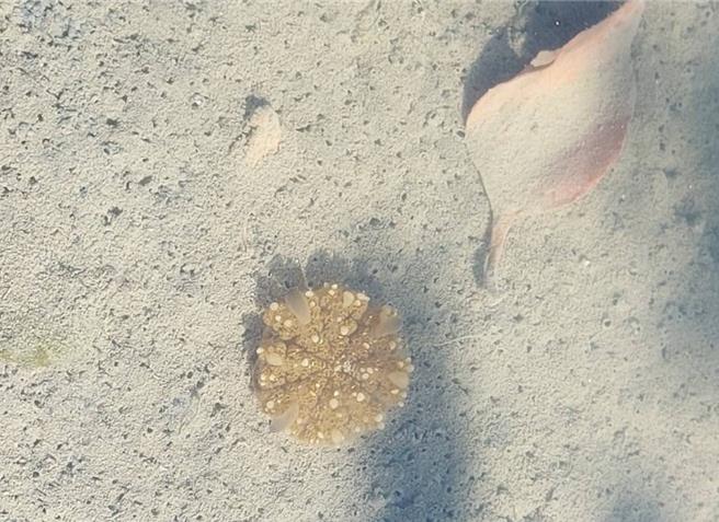 林园湿地公园11月初出现水母宝宝。（陈俊强提供／洪靖宜高雄传真）