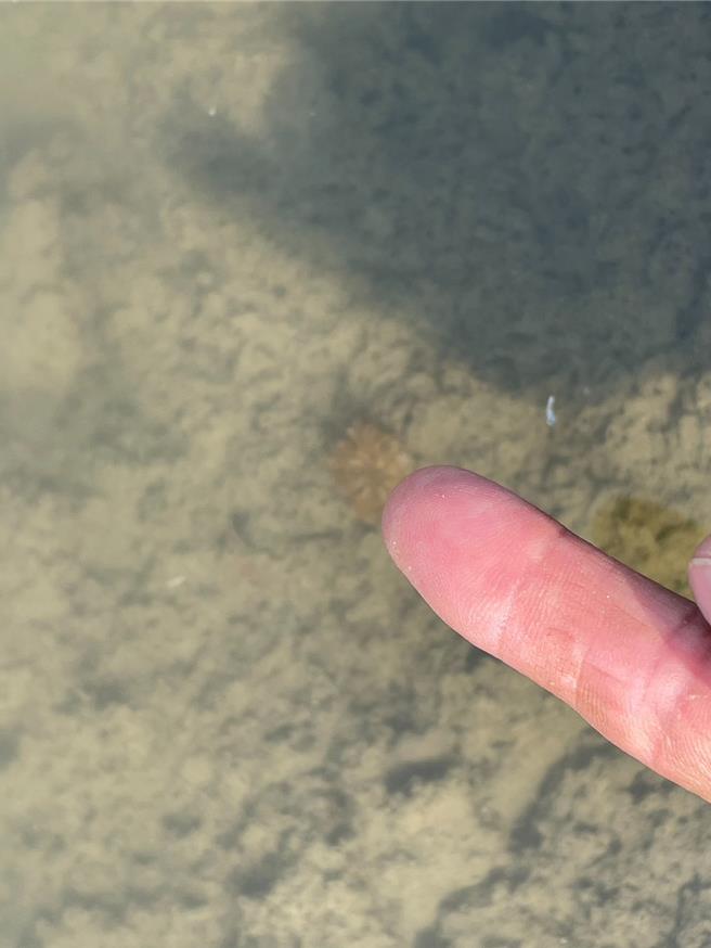 林园湿地公园11月初出现水母宝宝。（陈俊强提供／洪靖宜高雄传真）