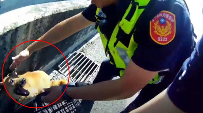 汪星人误上台74线遭撞猛逃窜，勇警车流中极速救援。（翻摄自影片）