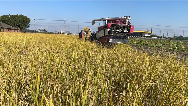 西螺地区稻田最近忙收割，但都减产3成至4成，价格水涨船高，稻谷收购价格创下歷史新高。（周丽兰摄）