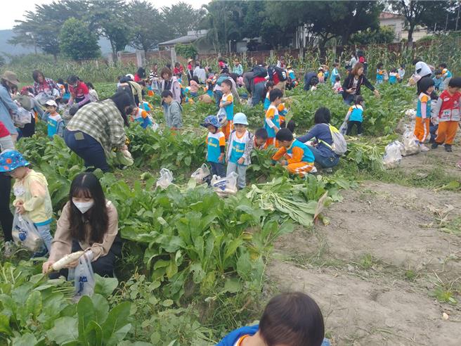美浓白玉萝卜达人吴贵贤说，他种植2分3的白玉萝卜田地开放认股，部份开放手採，11月18、19日两天开放游客拔萝卜，不到2小时就一扫而空。（林雅惠摄）
