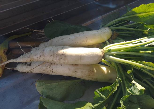 美浓白玉萝卜达人吴贵贤表示，美浓首批白玉萝卜的好品质归功于水分及湿度刚好，让白玉萝卜生长不错。（林雅惠摄）