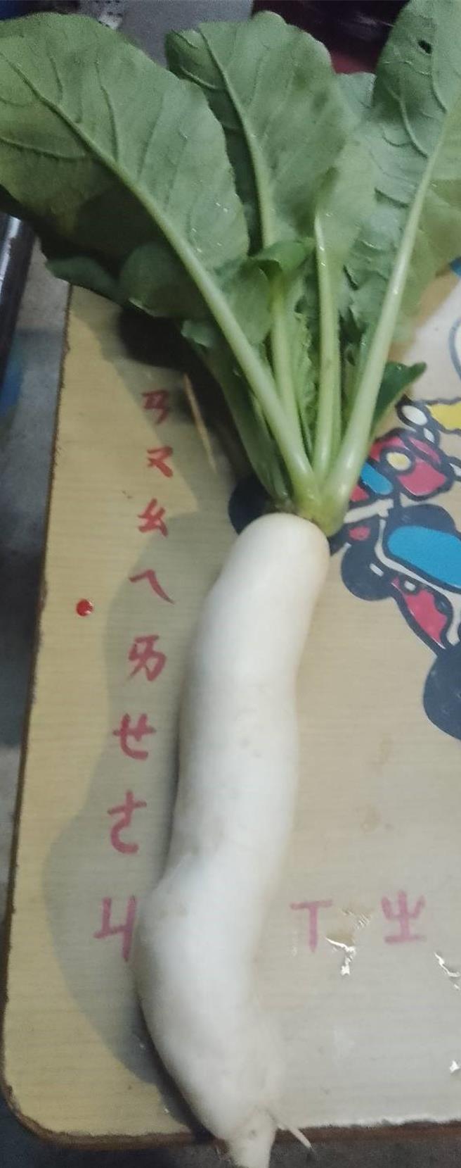 美浓白玉萝卜达人吴贵贤表示，美浓首批白玉萝卜的好品质归功于水分及湿度刚好，让白玉萝卜生长不错。（林雅惠摄）