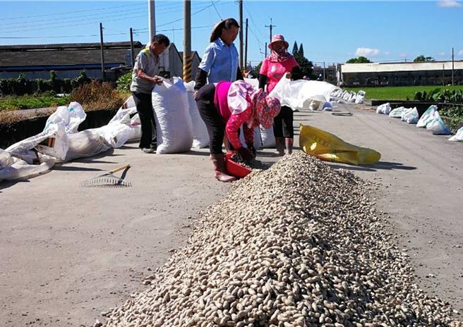 花生也有路权！云林县土库镇公所规画晒花生路段，农民喊讚。（土库镇公所提供／张朝欣云林传真）
