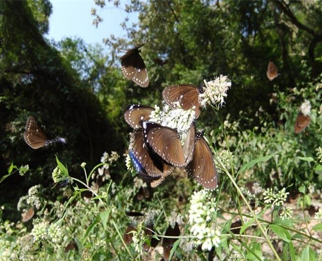 茂林国家风景区的「紫蝶幽谷」现象，为傲视全球的世界级生态景观，每年冬天，茂林山谷总会飞来一群紫斑蝶躲避寒冬，欢迎民眾把握时机，利用限时赏蝶专车前来茂林欣赏群蝶飞舞的美丽景致。 （茂管处提供／林雅惠高雄传真）