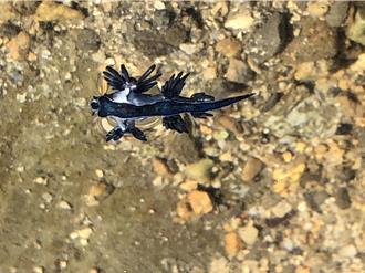 基隆潮間帶出現劇毒「活地雷」海生館：極罕見