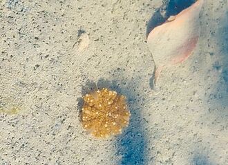 林園溼地公園 水母寶寶終現蹤